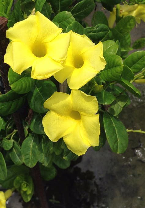 Yellow Mandevilla Vine – Starter Plant