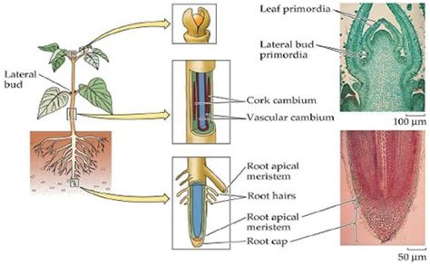 Contoh Jaringan Meristem serta Struktur, Fungsi, dan Ciri-cirinya – Blog Mamikos