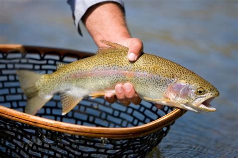 How To Fish A Hopper Fly 10 Tips For Summer Dry Fly Success Tackle