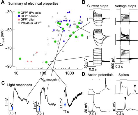 Reprogramming Müller glia to regenerate ganglion like cells in adult