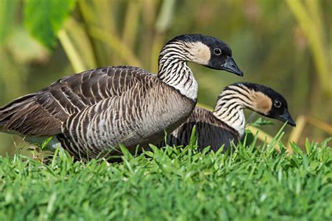 13 Pretty Birds Of Oahu To Spot On Your Vacation