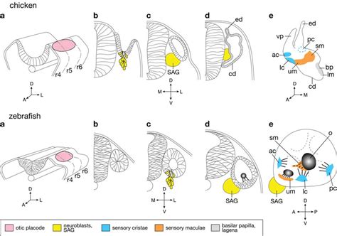 Early development of the inner ear.Schematic drawings of the ...