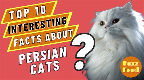 PERSIAN CATS 10 FACTS YOU PROBABLY DIDN T KNOW YouTube