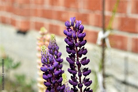 Lupin Or Wolf Bob Lat Lupinus Is A Genus Of Plants In The Legume