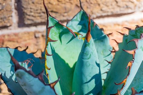Agave Montana Mountain Agave — Cactus World