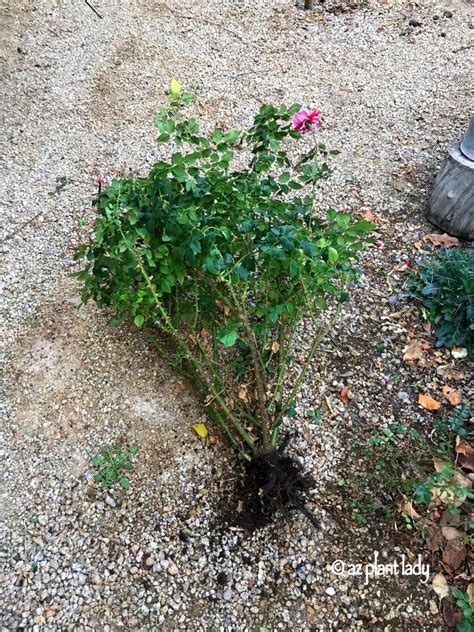 Removing a Rose Bush for a Greater Purpose - Ramblings from a Desert Garden