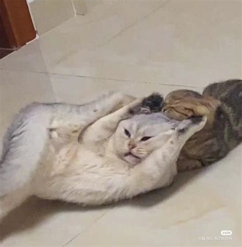 Two Cats Playing With Each Other On The Floor