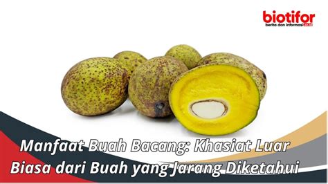 Manfaat Buah Bacang Khasiat Luar Biasa Dari Buah Yang Jarang Diketahui