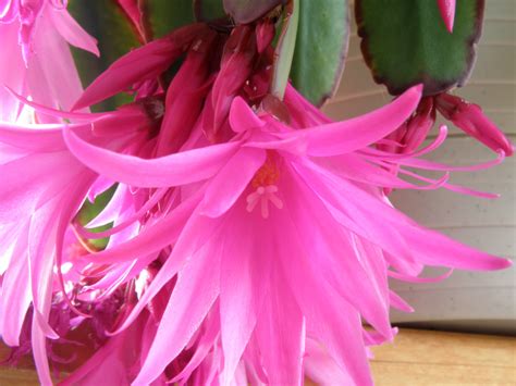 1000+ images about Christmas cactus on Pinterest | Christmas cactus