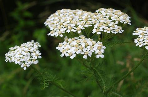 Prado Dried Flower Arrangements Dried Flowers Yarrow Uses Yarrow