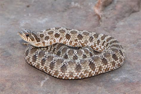 Western Hognose Snake Essential Care Information Zen Habitats