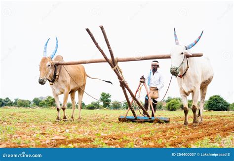 Focus On Farmer Indian Farmer Ploughing With Cattle At Farmland During