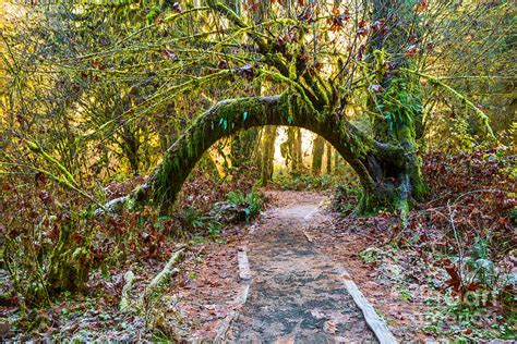 Hall of Mosses in the Hoh Rainforest. Photograph by Jamie Pham - Pixels