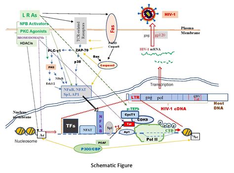 Phorbol Myristate Acetate Pma Reactivates Replication From Hiv