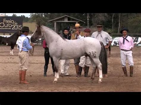 Cavalo Crioulo Caracter Sticas Animais Cultura Mix