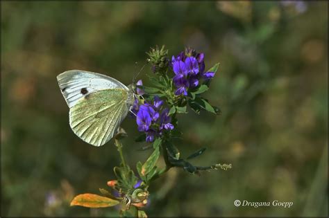 Piéride du chou ou Pieris brassicae Faune Flore de France