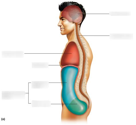 Chapter Body Cavities Diagram Quizlet