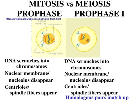 Prophase Mitosis Vs. Meiosis