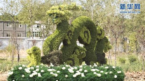 湖北·麻城第五屆菊花產業發展暨文化旅遊節28日開幕 每日頭條