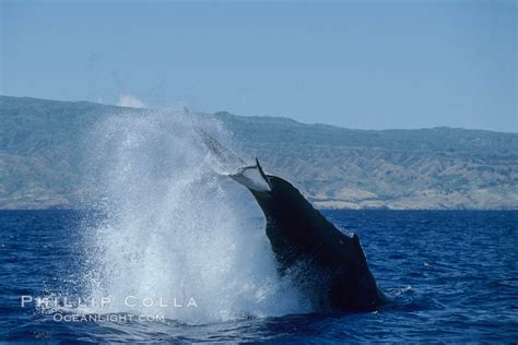 Humpback Whale Performing A Peduncle Throw Megaptera Novaeangliae