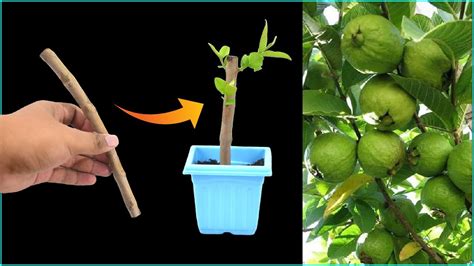 A Very Simple Way To Grow Guava Tree From Cutting With Result 100