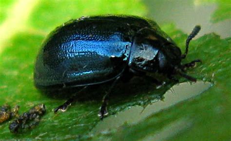 Imported Willow Leaf Beetle Plagiodera Versicolora Bugguidenet