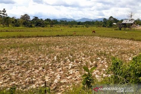 200 Hektare Sawah Di Kendari Tak Diolah Akibat Bendungan Rusak ANTARA