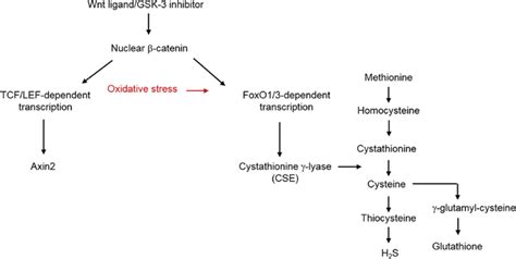 Schematic of how oxidative stress modulates β catenin and FoxO