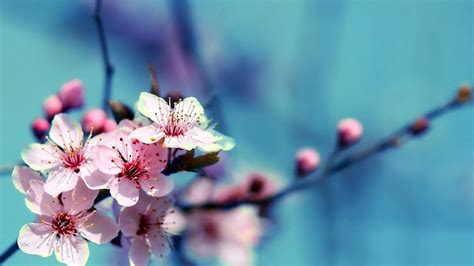 Cherry Blossom Wallpaper Hd 1920x1080