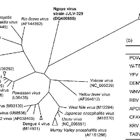 Evolutionary Relationships Among NGOV And Other Members Of The Genus