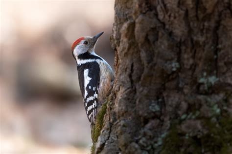 Amazing Woodpeckers In Illinois Id Guide With Photos