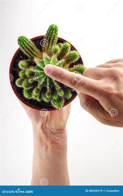 In The Hands Of A Man Cactus Top View Stock Image Image Of Care