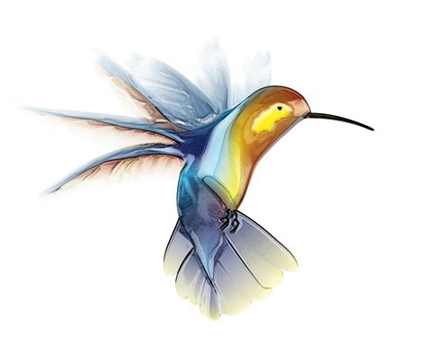 Animated Hummingbird Wallpaper - WallpaperSafari