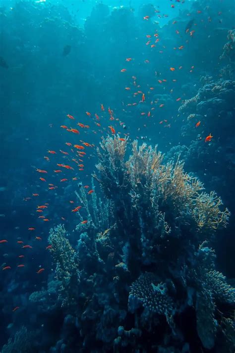 Restored Coral Can Grow As Fast As Healthy Reefs