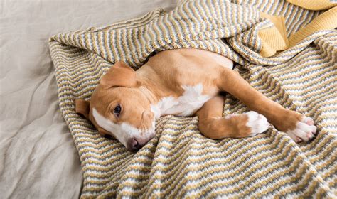 Navigating The Murky Waters Of Pet Illness How To Care For Your Sick