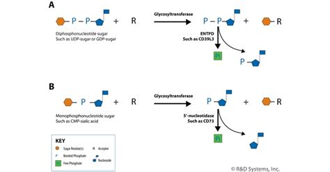 Universal Phosphatase-Coupled Glycosyltransferase Assay: R&D Systems