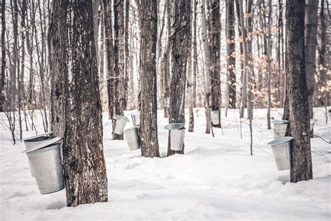 What Kinds Of Maple Trees Can You Tap For Syrup Blain S Farm And Fleet Blog