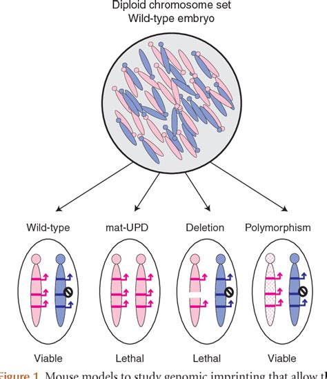 Genomic Imprinting Mechanism