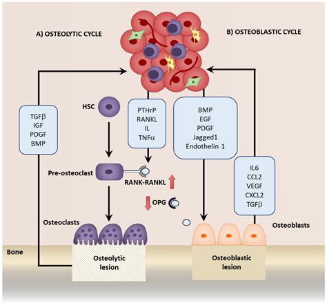 Ijms Free Full Text Mesenchymal Stromal Cells Emerging Roles In