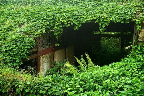 Elisandre L Oeuvre Au Noir La Nature Reprend Ses Droits Dans Un