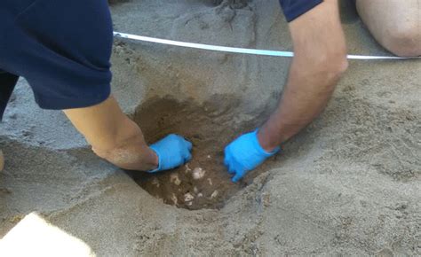 EBOLI Nido Di Caretta Caretta Da Record Nel Cilento Trovate 75