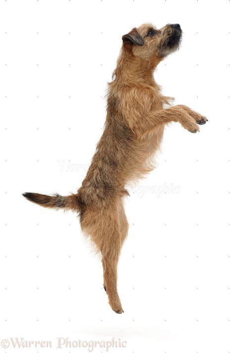 Dog Border Terrier Photo Wp10073