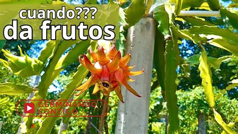 cuanto tarda en producir una pitahaya recién plantada YouTube