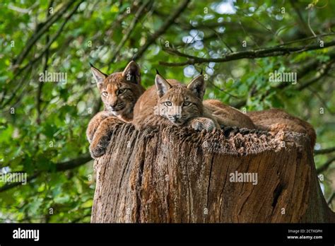 Three Young Eurasian Lynxes Lynx Lynx Juveniles Resting On Top Of