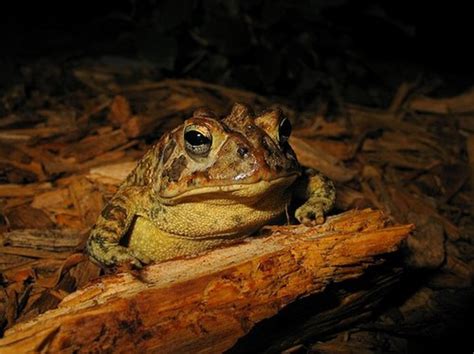 How To Attract Frogs And Toads To Your Garden Dengarden