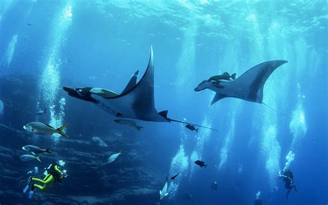 Descubre Las Diferencias Entre Rayas Marinas Y Mantarrayas Acuario