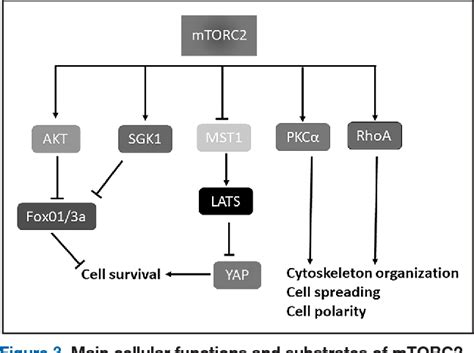 Figure 1 From New Insights Into The Role Of Mtor Signaling In The