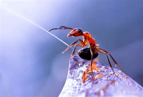 Mail2Day: Incredible Ants Spray Acid to Defend Themselves (4 pics)