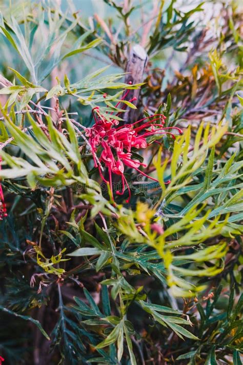 Planta Nativa Austral De Grevillea Con Flores Rojas Al Aire Libre En