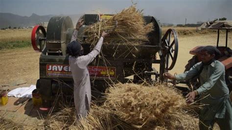 گندم کی بمپر کراپ‘ کا دعویٰ پاکستان میں گندم کی شاندار فصل‘ کے بعد